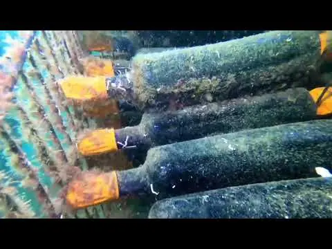 Bodega Nautilus