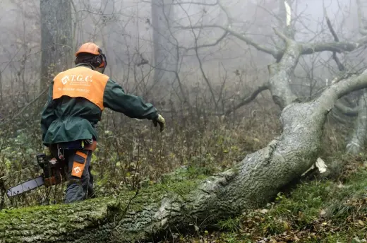 T.G.C. Trabajos Forestales y Construccion